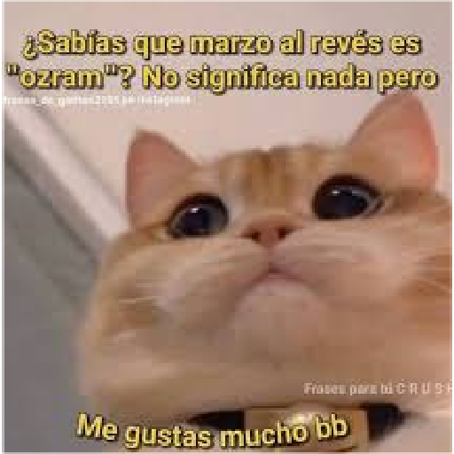 Michis Gatos Frases Conquista 19