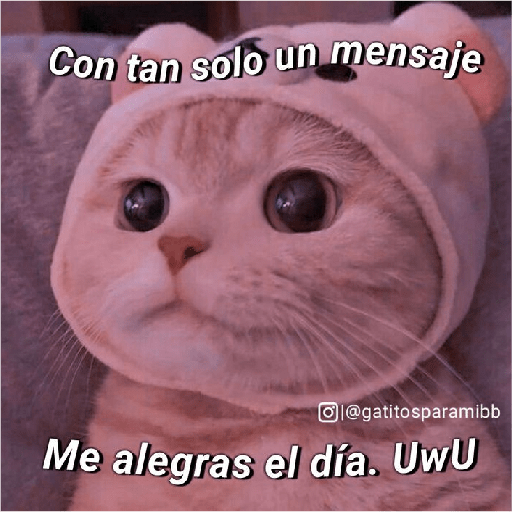 Michis Gatos Frases Conquista 13