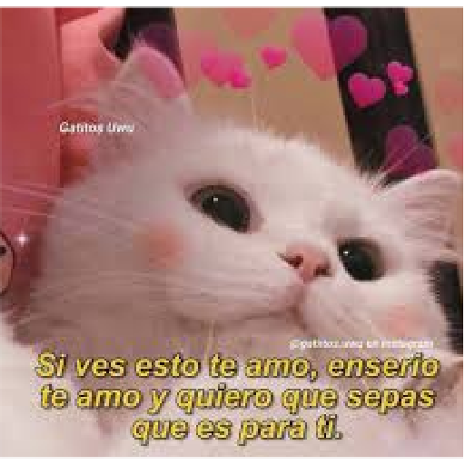 Michis Gatos Frases Conquista 14
