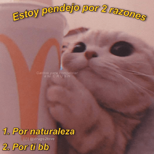 Michis Gatos Frases Conquista 15