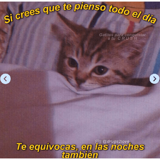 Michis Gatos Frases Conquista 16