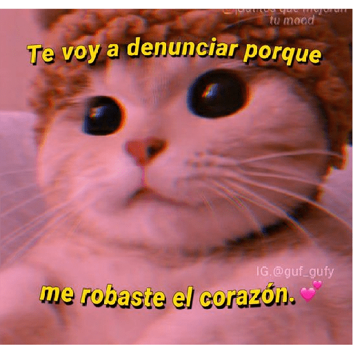 Michis Gatos Frases Conquista 2