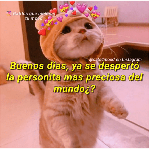 Michis Gatos Frases Conquista 3