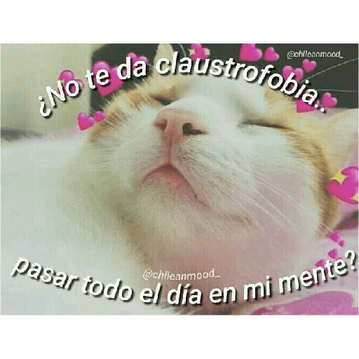 Michis Gatos Frases Conquista 4