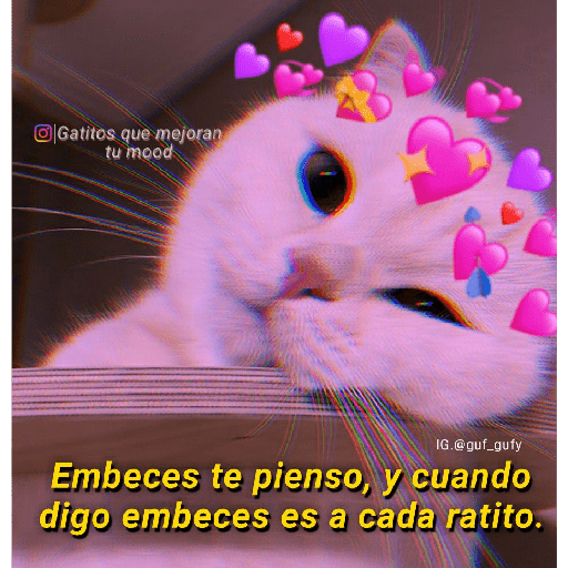 Michis Gatos Frases Conquista 5