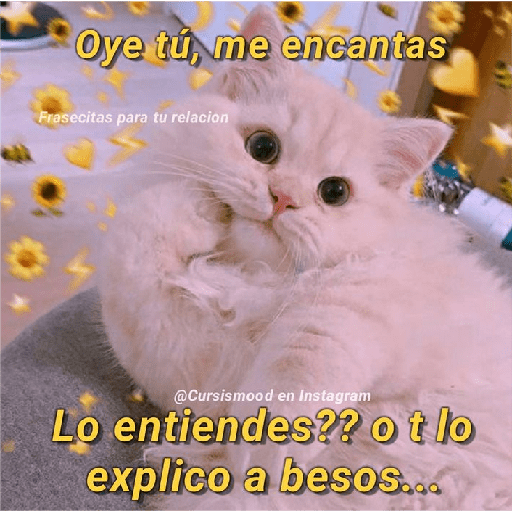 Michis Gatos Frases Conquista 6