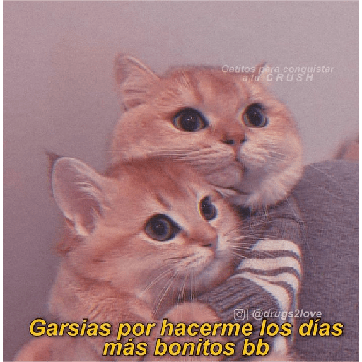 Michis Gatos Frases Conquista 7