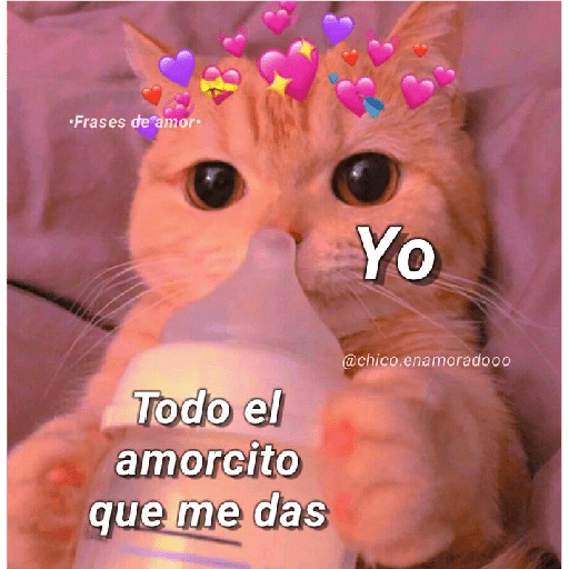 Michis Gatos Frases Conquista 8