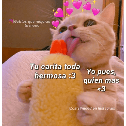 Michis Gatos Frases Conquista 9