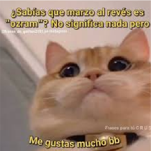 Michis Gatos Frases Conquista 10
