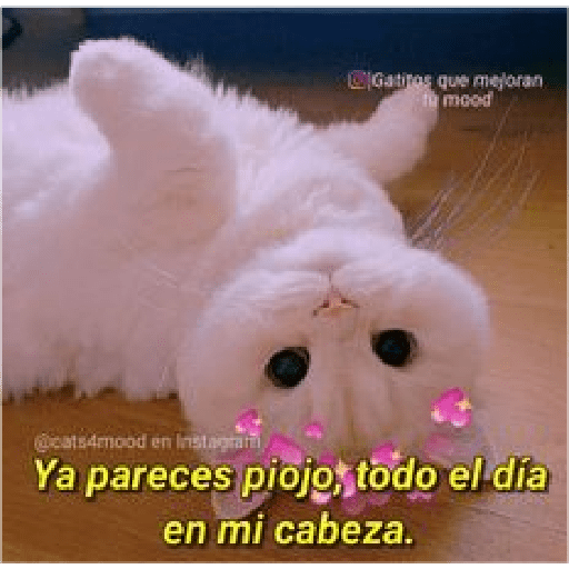 Michis Gatos Frases Conquista 11