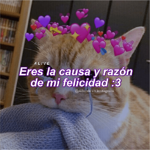 Michis Gatos Frases Conquista 17