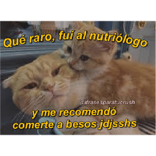 Michis Gatos Frases Conquista 18