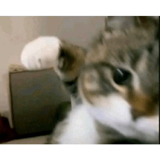 TikTok  19