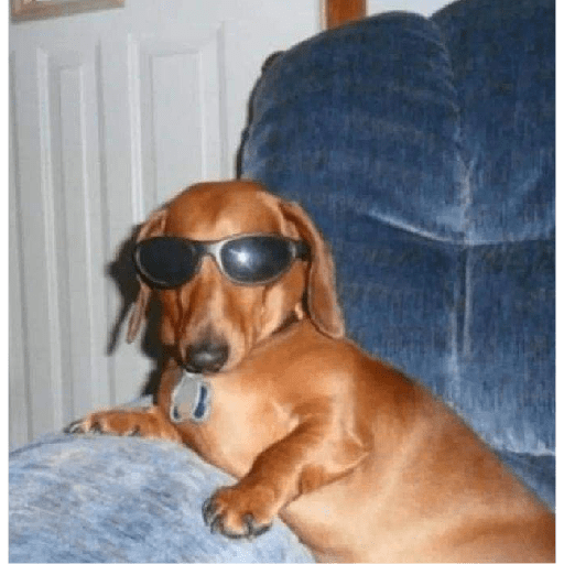 Perros salchicha