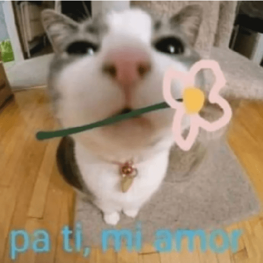 Cariño <3 18