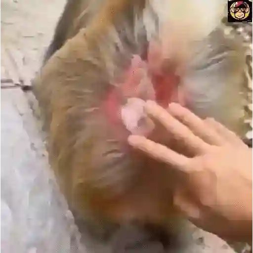 🔥🐒MonkeyCrazy🐒🔥金Montana金 4