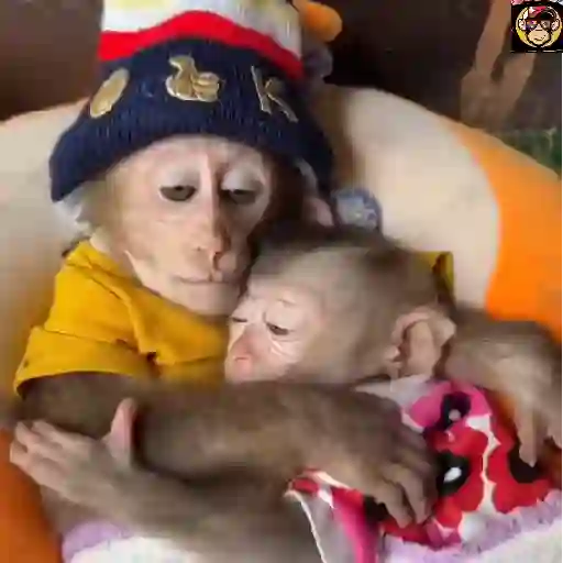 🔥🐒MonkeyCrazy🐒🔥金Montana金 25