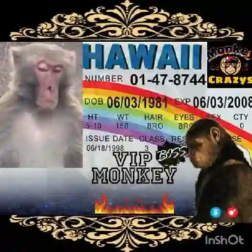 🔥🐒MonkeyCrazy🐒🔥金Montana金 7