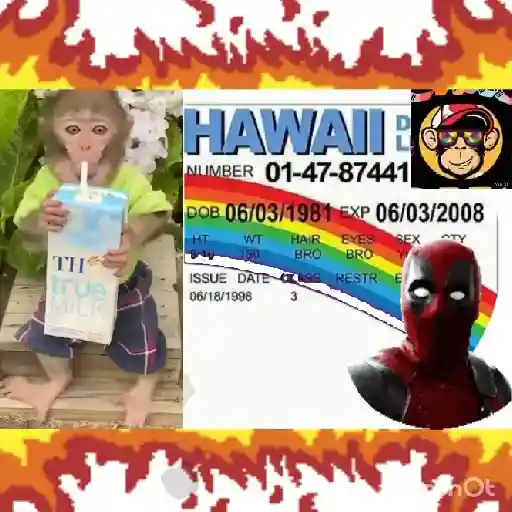 🔥🐒MonkeyCrazy🐒🔥金Montana金 12