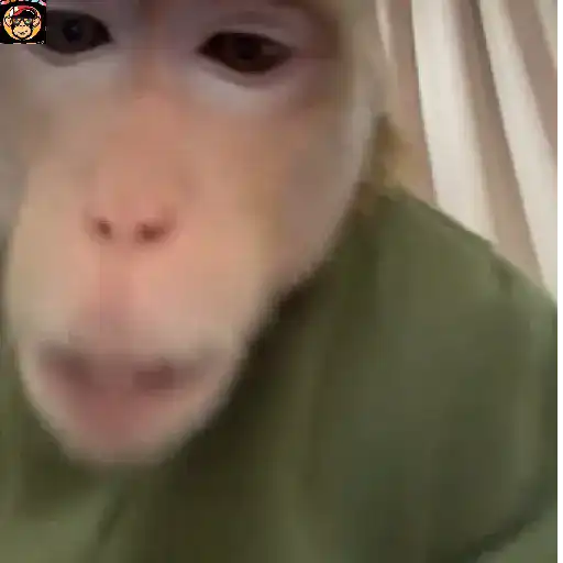 🔥🐒MonkeyCrazy🐒🔥金Montana金 21