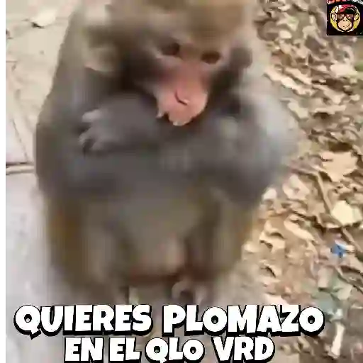 🔥🐒MonkeyCrazy🐒🔥金Montana金 28