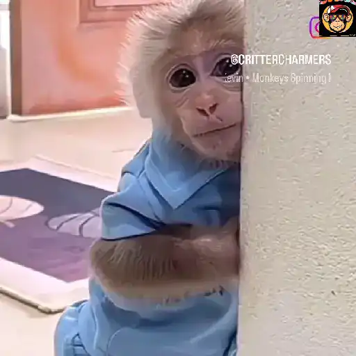 🔥🐒MonkeyCrazy🐒🔥金Montana金 27