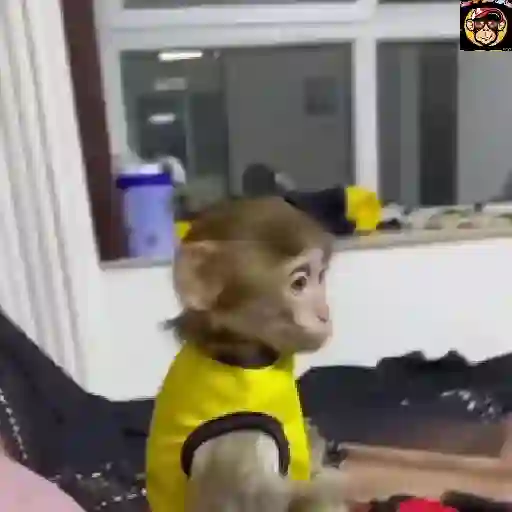 🔥🐒MonkeyCrazy🐒🔥金Montana金 17