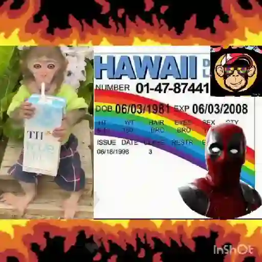 🔥🐒MonkeyCrazy🐒🔥金Montana金 11
