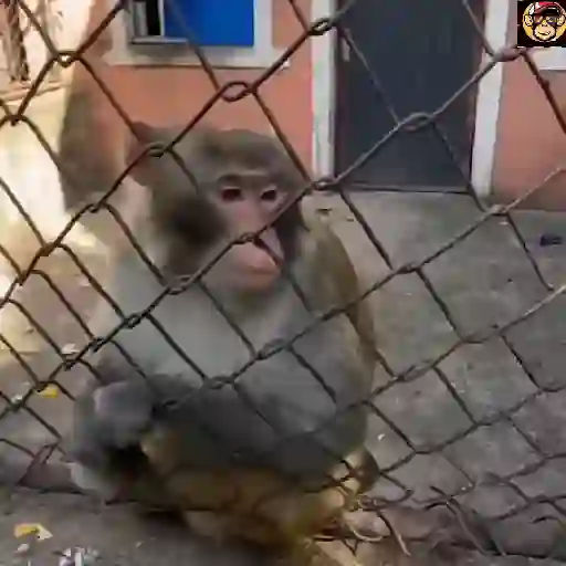 🔥🐒MonkeyCrazy🐒🔥金Montana金 6