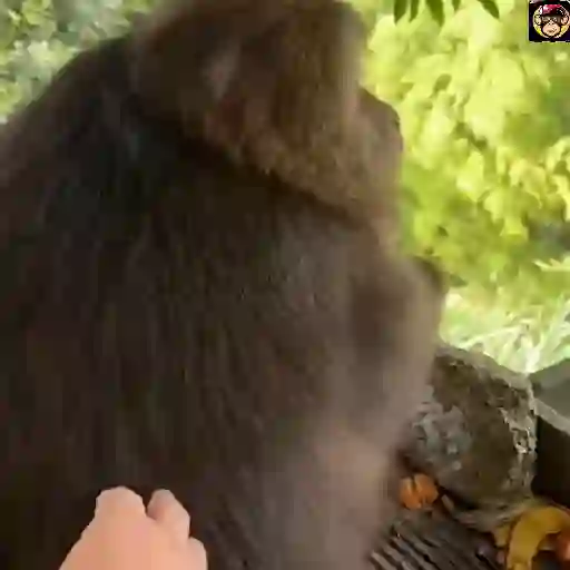 🔥🐒MonkeyCrazy🐒🔥金Montana金 5