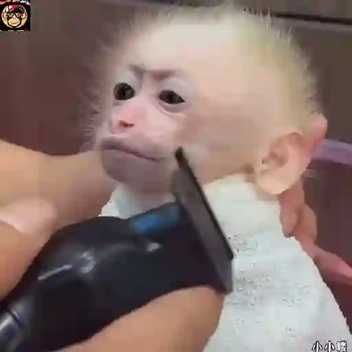 🔥🐒MonkeyCrazy🐒🔥金Montana金 2