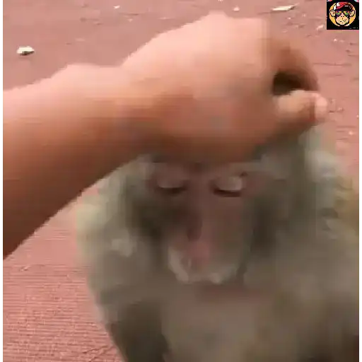 🔥🐒MonkeyCrazy🐒🔥金Montana金 24