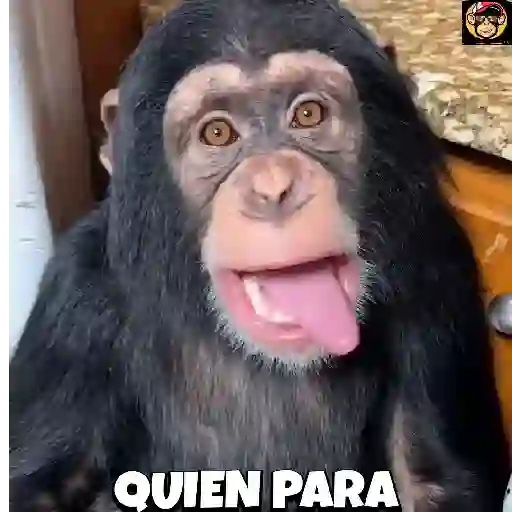 🔥🐒MonkeyCrazy🐒🔥金Montana金 30