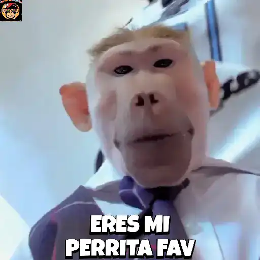 🔥🐒MonkeyCrazy🐒🔥金Montana金 19