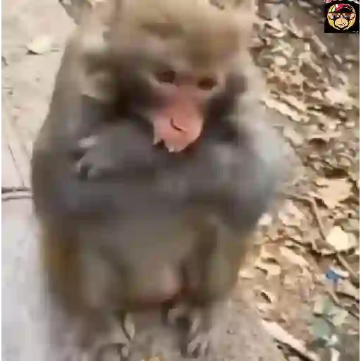 🔥🐒MonkeyCrazy🐒🔥金Montana金 10