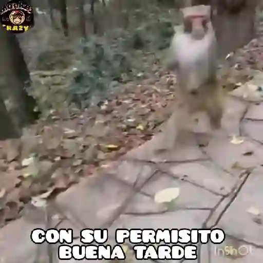🔥🐒MonkeyCrazy🐒🔥金Montana金 8