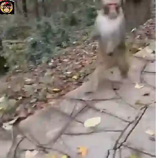 🔥🐒MonkeyCrazy🐒🔥金Montana金 9
