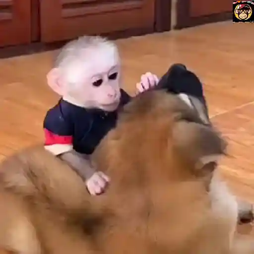 🔥🐒MonkeyCrazy🐒🔥金Montana金 15