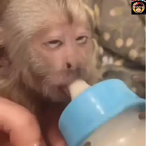 🔥🐒MonkeyCrazy🐒🔥金Montana金 23