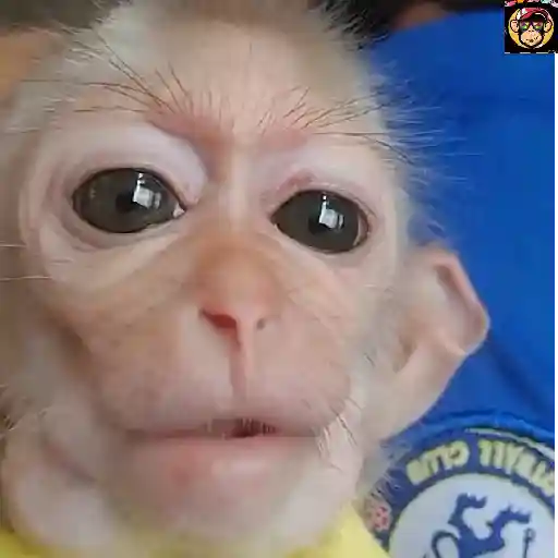 🔥🐒MonkeyCrazy🐒🔥金Montana金 26