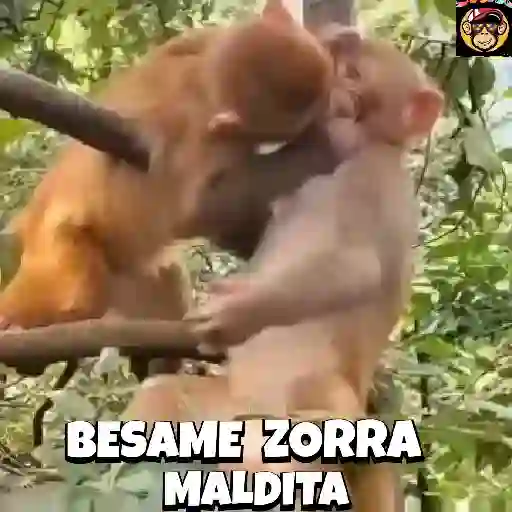 🔥🐒MonkeyCrazy🐒🔥金Montana金 13