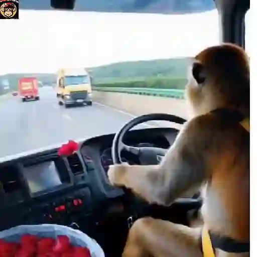🔥🐒MonkeyCrazy🐒🔥金Montana金 3