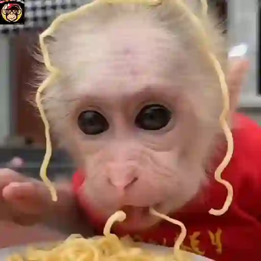 🔥🐒MonkeyCrazy🐒🔥金Montana金 14
