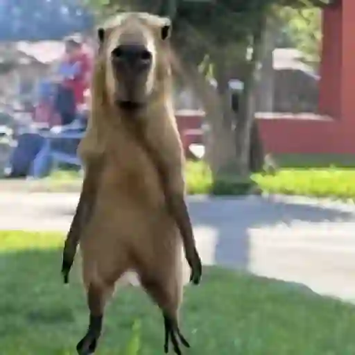 Animados 24k