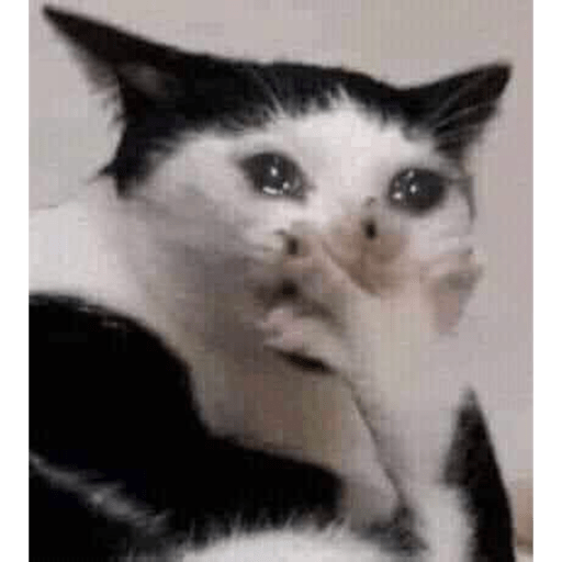 Animalitos 8.0 22