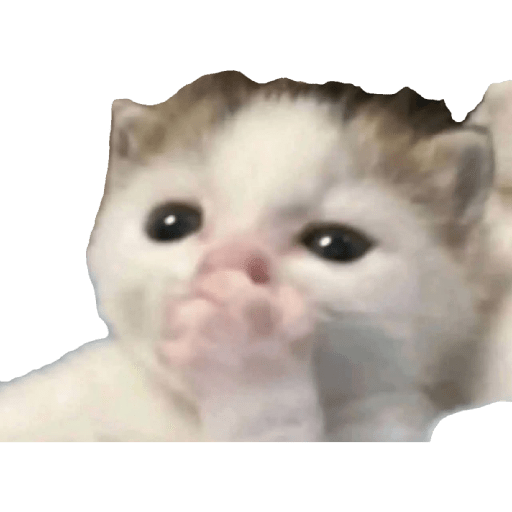 Animalitos23.0 22