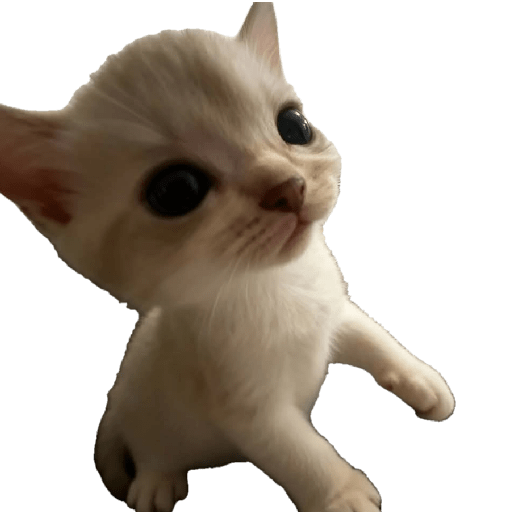 Animalitos23.0 27