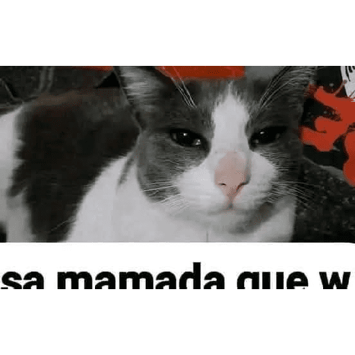 Animalitos 19.0 20