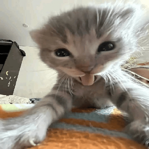 Animalitos 19.0 27